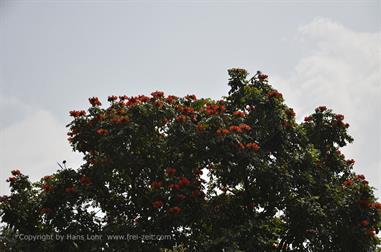 On the Route to Thekkady_DSC7076_H600